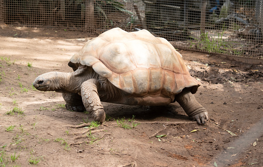 Aldabra giant tortoises are mainly active during the early morning and in the late evening and they spend the remainder of the day in burrows or swamps keeping cool.