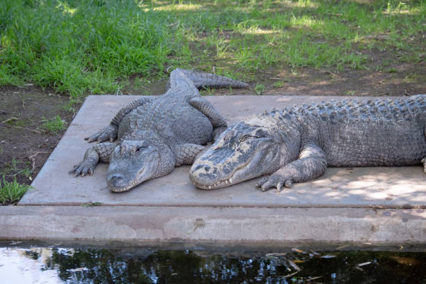 istock the two alligators are resting together 2094776128