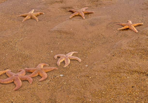 starfish - pentagonaster starfish ストックフォトと画像