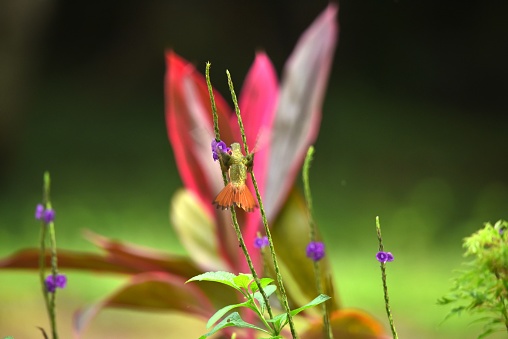 A rufous-tailed hummingbird hovers as it gathers nectar in Costa Rica.