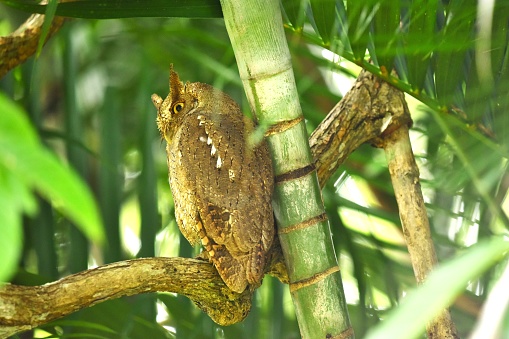 A Pacific screech owl perches on a branch in a tropical forest in Costa Rica.