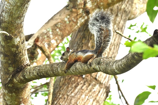 A variegated squirrel with its tail erect stretches out on a tree branch to another in a tree in Costa Rica.