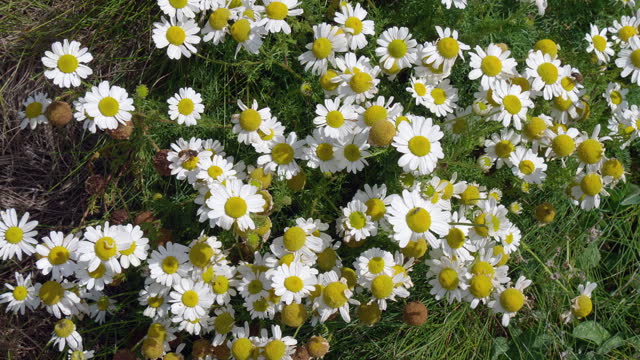 Lots of white chamomile flowers on a sunny summer day, insects swarming over wildflowers.