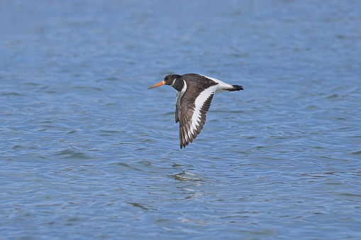 Gadwall duck drake