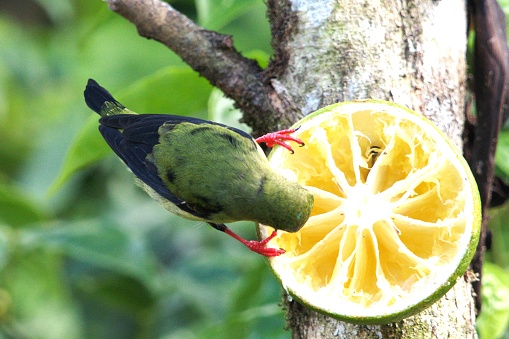 A female red-legged honeycreeper perches on a fruit feeder in a tropical forest area in Costa Rica.