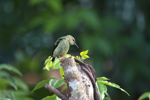 A female red-legged honeycreeper perches on a tree stump in a tropical forest area in Costa Rica.