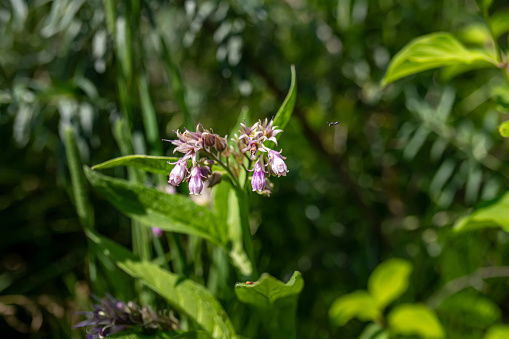 Symphytum officinale, commonly known as comfrey. Harvested for its medicinal properties. herb is revered for its anti-inflammatory qualities. healing potential with comfrey products