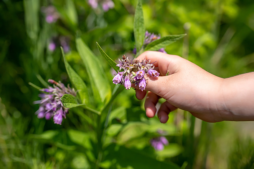 Herbalist's Gathering Hand Symphytum officinale, commonly known as comfrey. Harvested for its medicinal properties. herb is revered for its anti-inflammatory qualities.