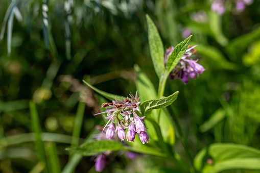 Symphytum officinale, commonly known as comfrey. Harvested for its medicinal properties. herb is revered for its anti-inflammatory qualities. healing potential with comfrey products