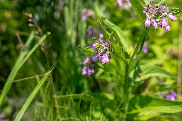 Symphytum officinale, commonly known as comfrey. Harvested for its medicinal properties. herb is revered for its anti-inflammatory qualities. healing potential with comfrey products