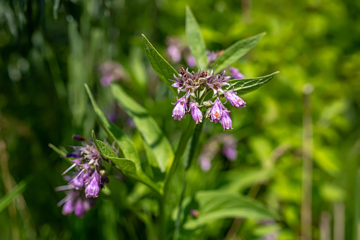 Symphytum officinale, commonly known as comfrey. Harvested for its medicinal properties. herb is revered for its anti-inflammatory qualities. healing potential with comfrey products