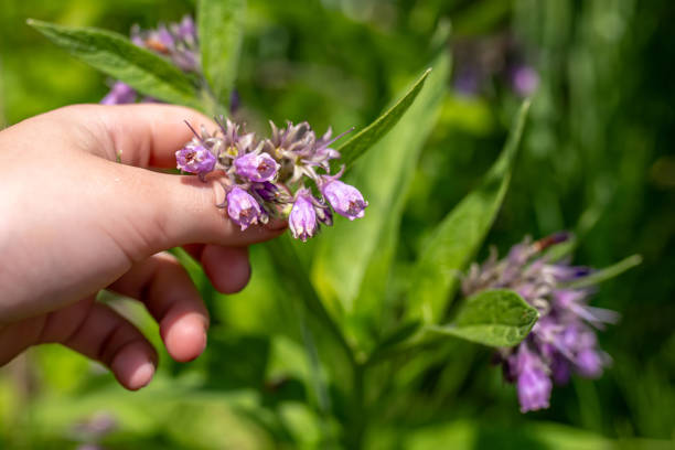 Purple comfrey blossoms hang from a plant in a Cape Cod garden.  Comfrey is used externally for wound healing and joint pain relief.