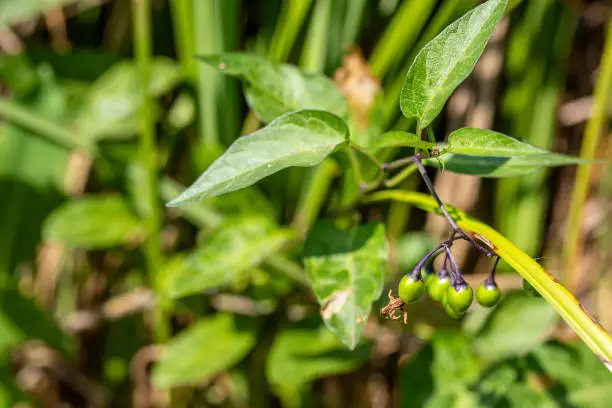 Solanum dulcamara, felonwort, fellenwort, felonwood, poisonberry, poisonflower, Green fruits on branches after flowering. Harvested for its medicinal properties.