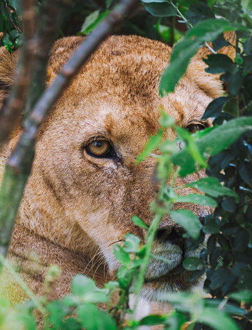 Lioness looking directly at camera through tree branches Kenya