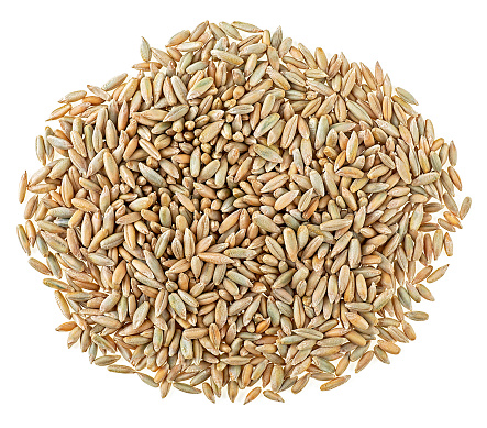 Pile of rye grains isolated on a white background, top view.