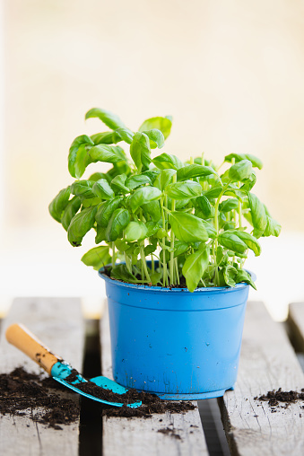 Basil herb with shovel, repot plant in spring, gardening and planting season, growing herbs in the garden