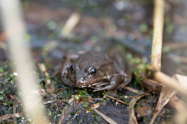 istock Aga toad, bufo marinus sitting on a tree log, natural environment, amphibian inhabitant wetland 2094842996