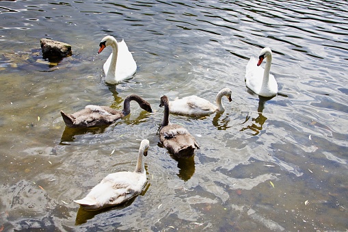 Lake with swans
