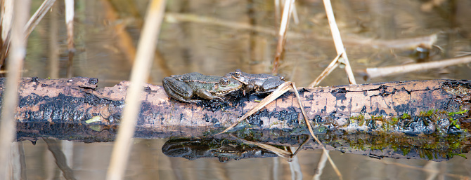 Aga toad, bufo marinus sitting on a tree log, natural environment, amphibian inhabitant wetland