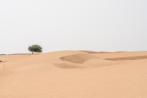 Sand dunes in Wahiba rippled desert, one tree in distance, Oman.