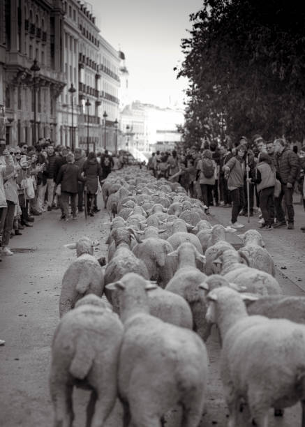 Traditional sheep's walk that takes place every year through the beautiful city of Madrid