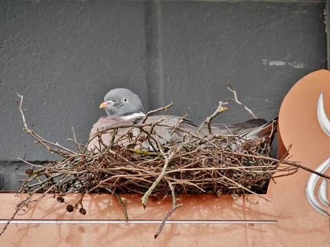 Baby pigeons with mother (wood pigeon), born in a flower pot, on the windowsill, in Paris, France.