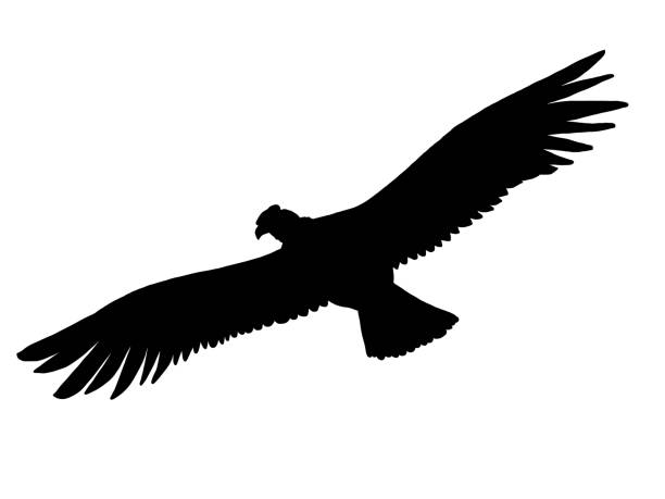 Silhouette image of flying condor Isolated Silhouette image of flying condor Isolated condor stock illustrations
