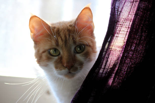 istock A curious ginger and white cat looking out from behind the curtain 2094866989
