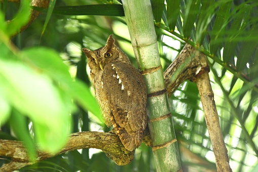 A Pacific screech owl perches on a tree branch in a tropical forest in Costa Rica.