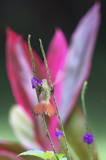 A rufous-tailed hummingbird hovers as it gathers nectar from a flower in Costa Rica.