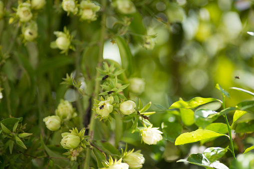 flower ora pro nobis being pollinated by black bee