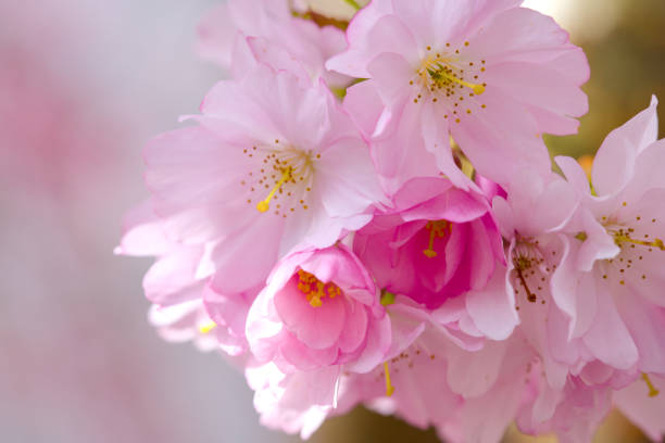 cherry blossom in spring time, sakura flowers blooming