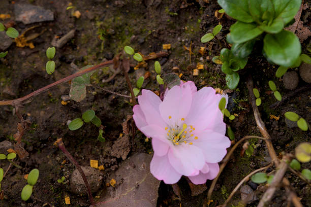 istock cherry blossom in spring time, sakura flowers blooming 2094874738