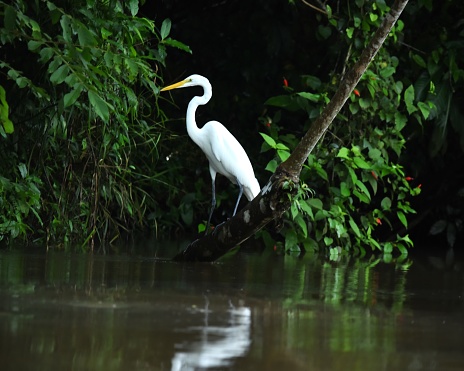 A great egret stands along the water's edge in Cano Negro wetland in Costa Rica.