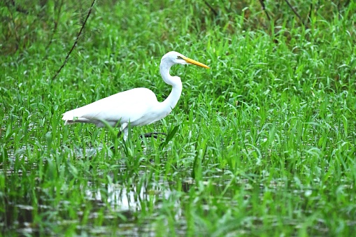 A great egret walks through a grassy wetland in Costa Rica.