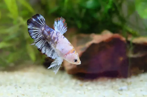 Aquarium fish male betta white with mottled spots swims to the bottom in an aquarium, selective focus, horizontal orientation.