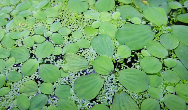 Plants Pistia  and duckweed