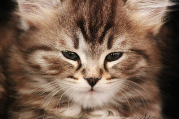 A very fluffy Siberian cat kitten up close