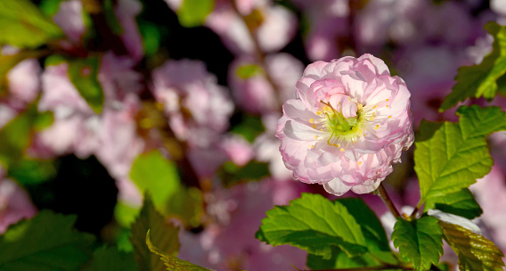 Prunus triloba or Louiseania pink flower in a spring garden.Blooming Three-lobed almond or sakura. Ornamental plants, gardening concept. Selective focus.