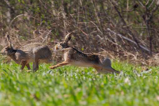 Hares in heat chasing each other in the meadow.