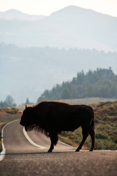 An American buffalo stands in the street of Yellowstone National Park with mountains in the background