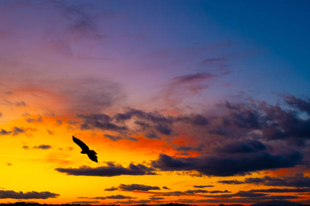 istock flying falcon against the backdrop of the setting sun 2094917239