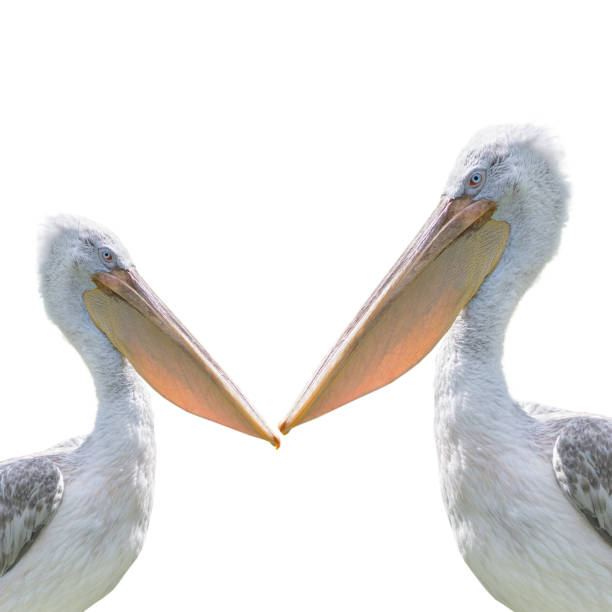 pink backed pelican isolated on a white background