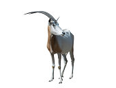 oryx dammah isolated on white background