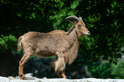 Male mountain ibex - capra ibex in the zoo