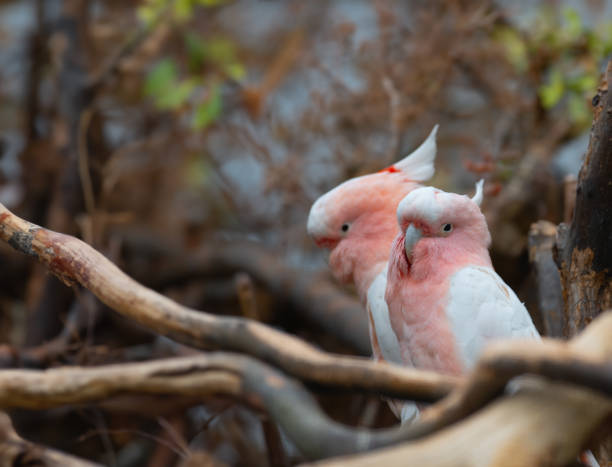 istock pink cockatoo sitting on a tree branch 2094917769
