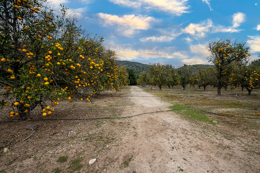 Rows and rows of orange trees growing in Southern California ranch nestled against the hills.