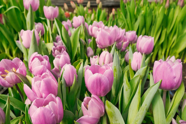 istock many pink tulips in a greenhouse 2094933833