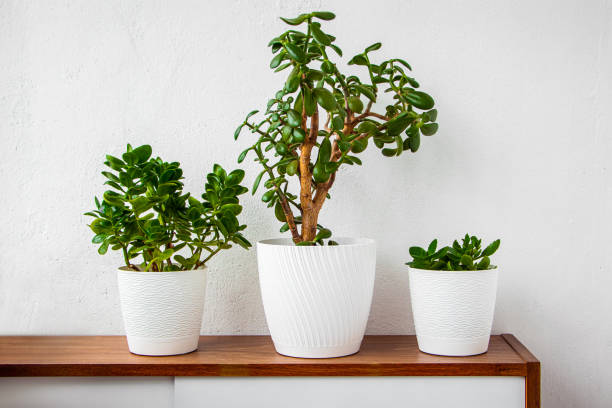istock Green house plants in white pots stand on shelf. 2094933850