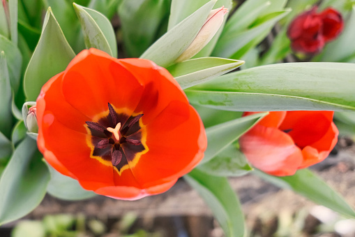 beautiful red tulip closeup in a greenhouse with extensive green foliage